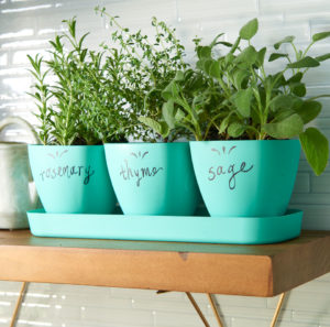 indoor gardening with herbs in pastel containers 