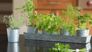 indoor gardening with herbs in rustic container 