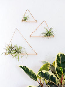 hanging air plants for indoor gardening 