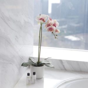indoor orchid plant in bathroom 