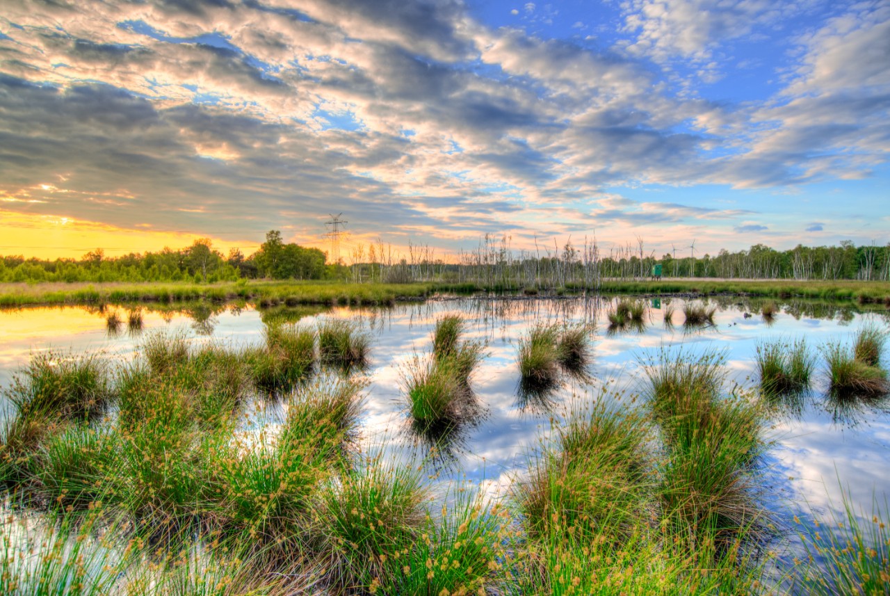 Wetlands can Fight Climate Change, but They Need our Help xVital™