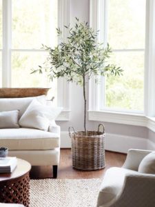 indoor-olive-tree